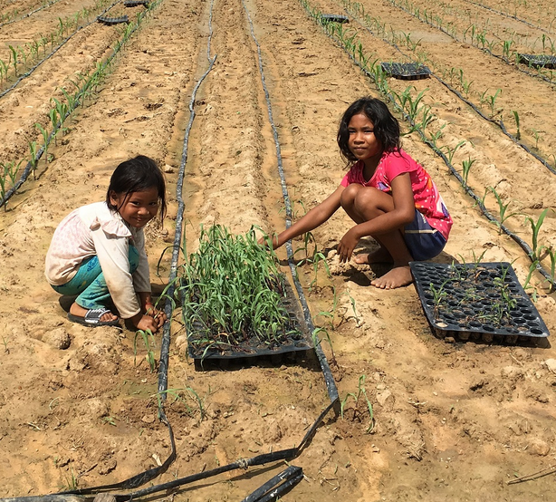 Growing corn using drip irrigation (Cambodia) UNCCD